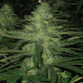Cannabis seeds Auto Northern Lights Feminised Silver - 500 pcs